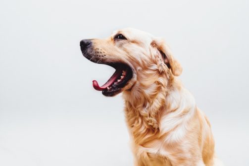 løbe med hund